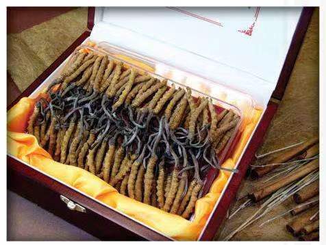 泰宁冬虫夏草回收